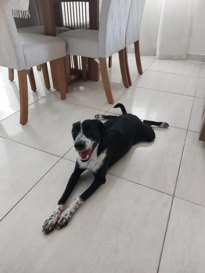 Cachorro ra a SRD-ViraLata idade 7 a 11 meses nome Nina