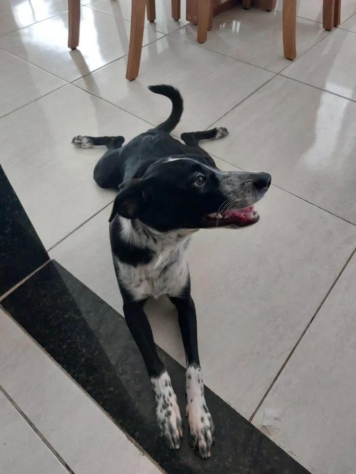 Cachorro ra a SRD-ViraLata idade 7 a 11 meses nome Nina