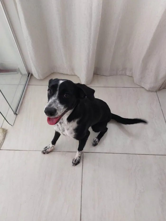 Cachorro ra a SRD-ViraLata idade 7 a 11 meses nome Nina