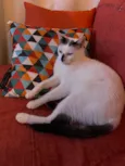 Gato 