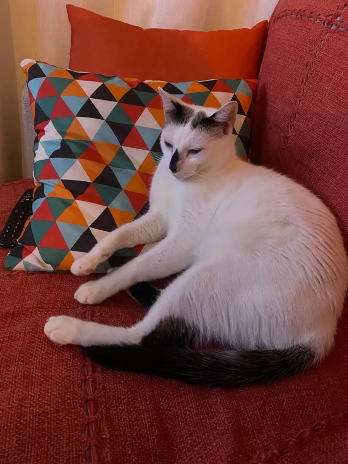 Gato ra a SRD-ViraLata idade 5 anos nome Gato 