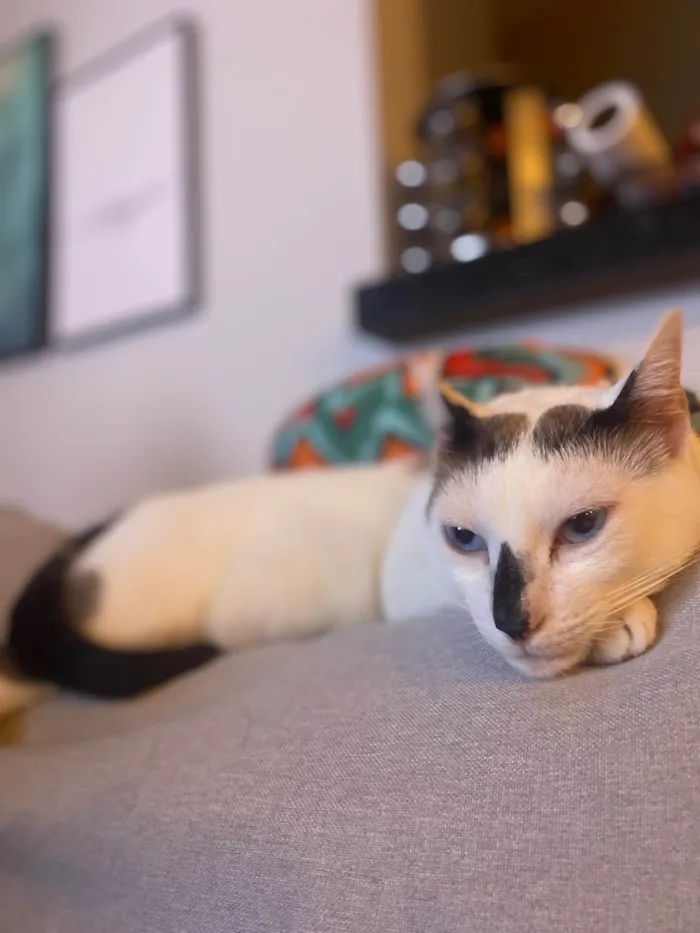 Gato ra a SRD-ViraLata idade 5 anos nome Gato 