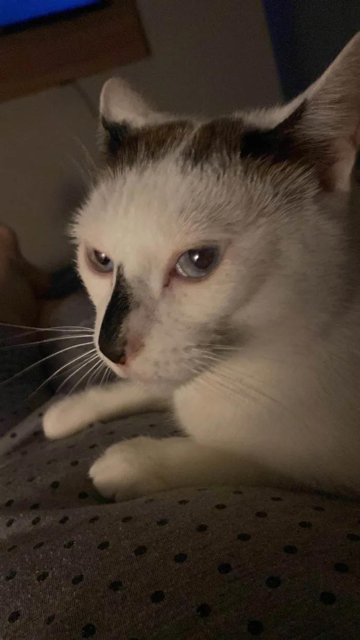 Gato ra a SRD-ViraLata idade 5 anos nome Gato 
