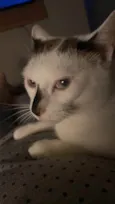 Gato