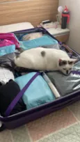 Gato