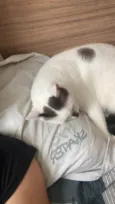 Gato
