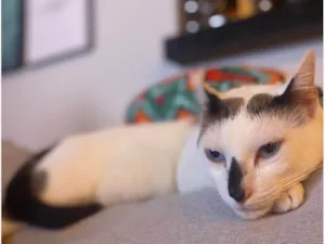Gato raça SRD-ViraLata idade 5 anos nome Gato 