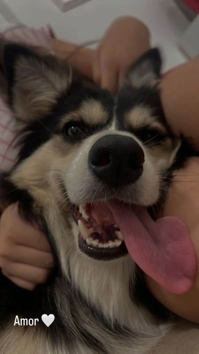 Cachorro ra a SRD-ViraLata idade 3 anos nome Aya