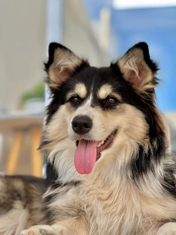 Cachorro ra a SRD-ViraLata idade 3 anos nome Aya
