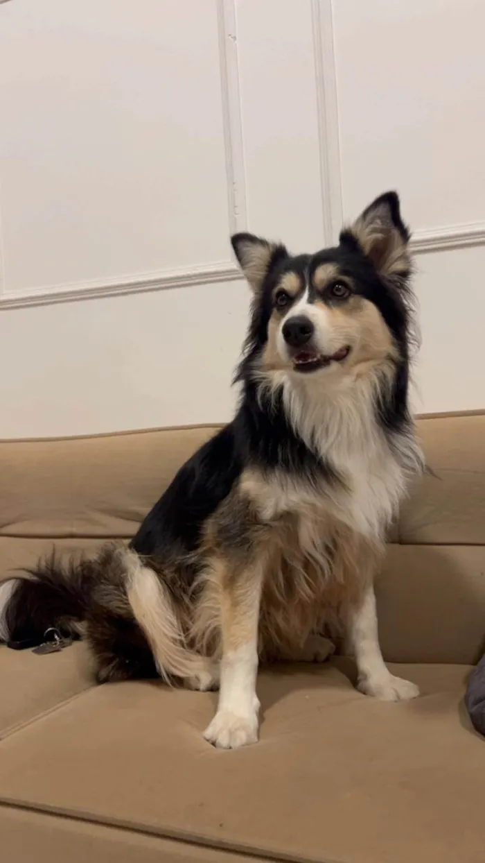 Cachorro ra a SRD-ViraLata idade 3 anos nome Aya