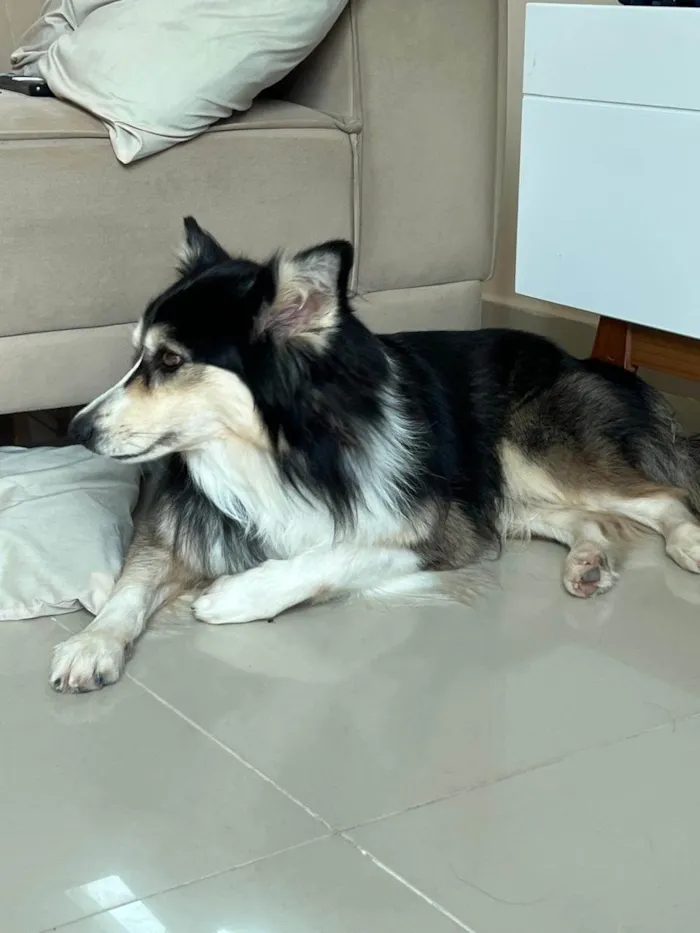 Cachorro ra a SRD-ViraLata idade 3 anos nome Aya