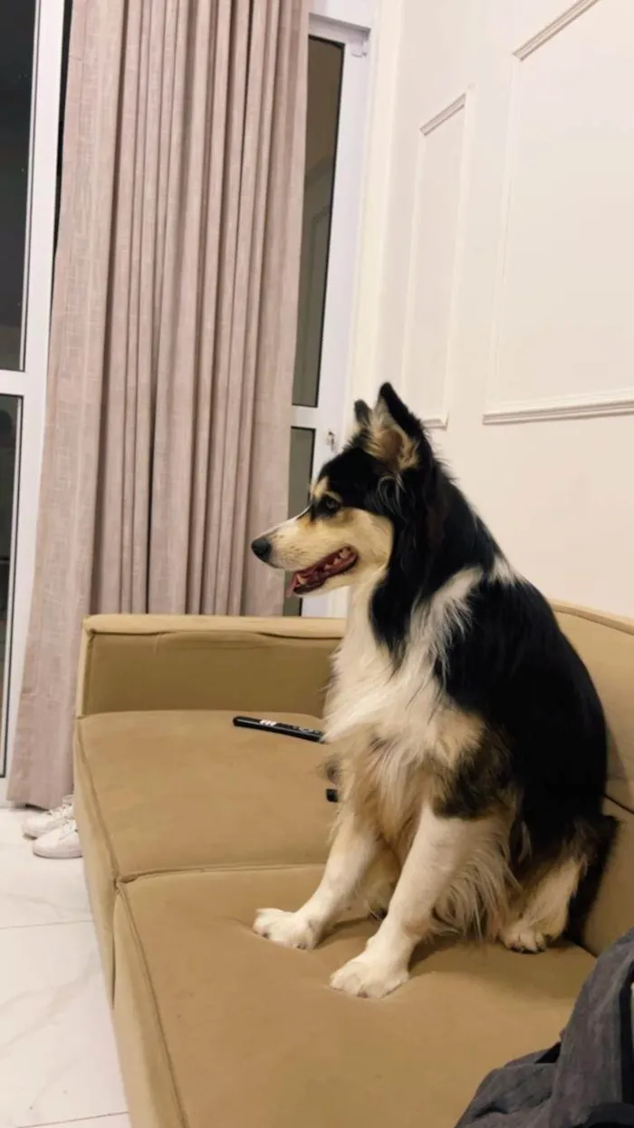 Cachorro ra a SRD-ViraLata idade 3 anos nome Aya