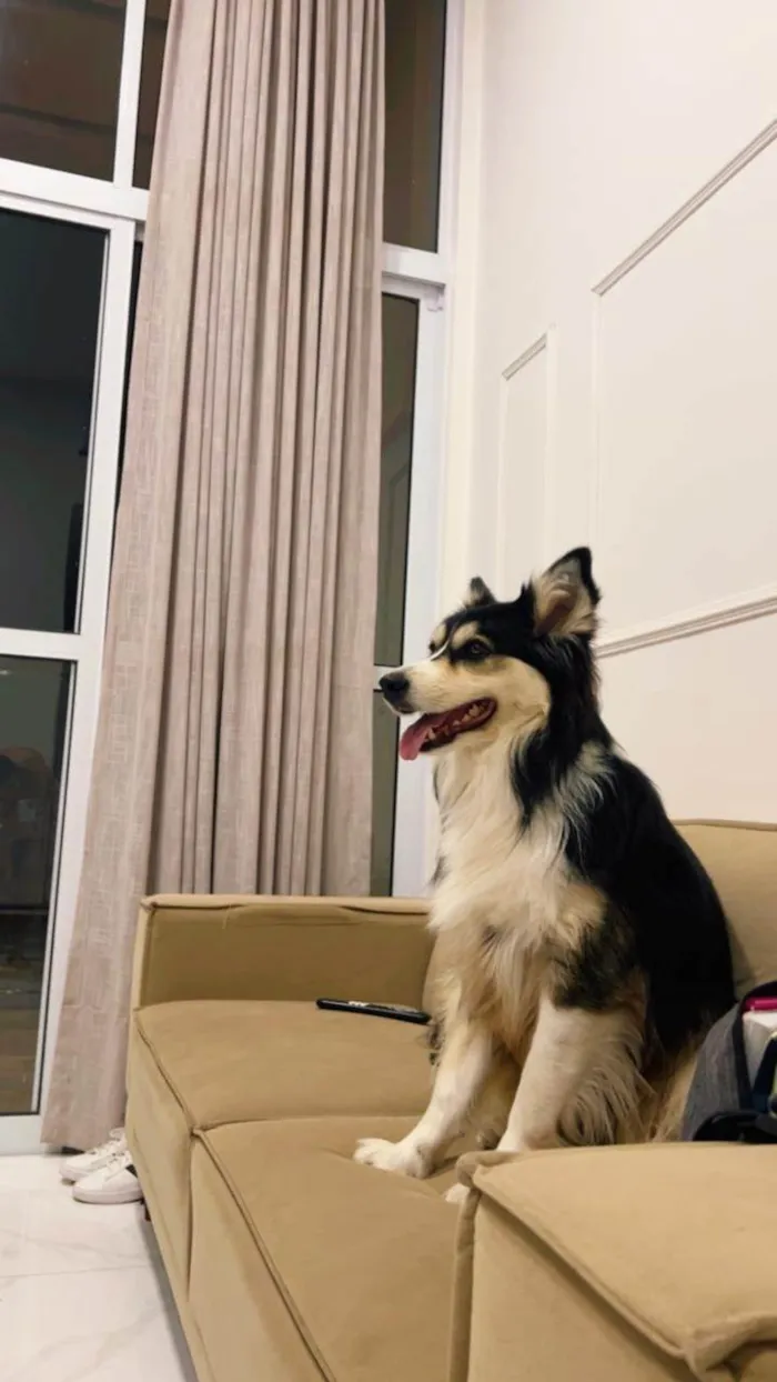 Cachorro ra a SRD-ViraLata idade 3 anos nome Aya