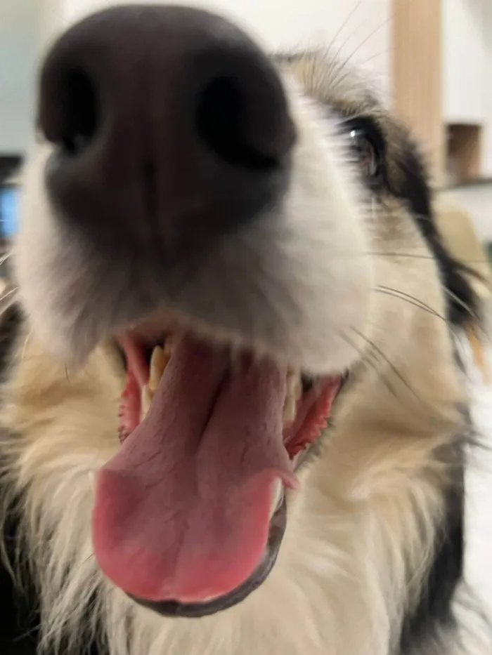 Cachorro ra a SRD-ViraLata idade 3 anos nome Aya
