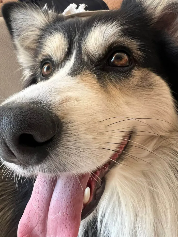 Cachorro ra a SRD-ViraLata idade 3 anos nome Aya