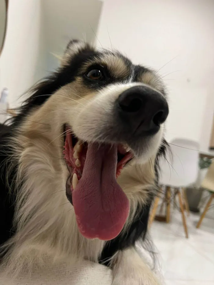Cachorro ra a SRD-ViraLata idade 3 anos nome Aya