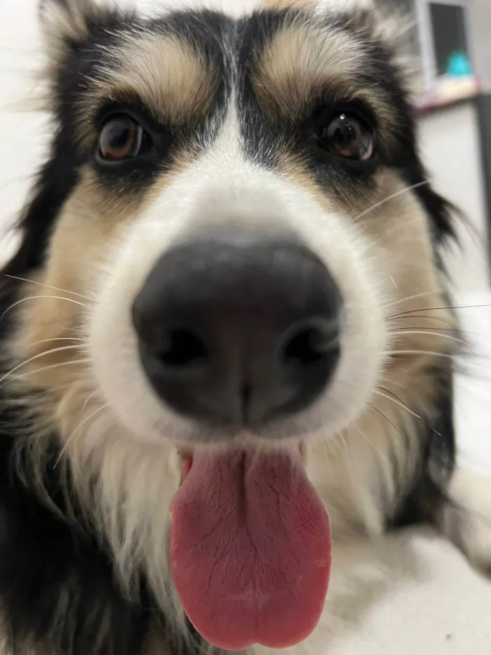 Cachorro ra a SRD-ViraLata idade 3 anos nome Aya