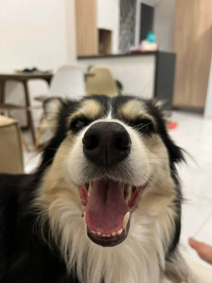 Cachorro ra a SRD-ViraLata idade 3 anos nome Aya