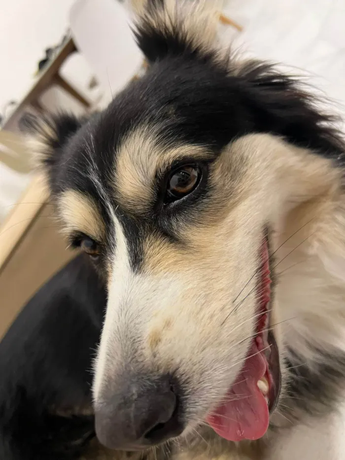 Cachorro ra a SRD-ViraLata idade 3 anos nome Aya