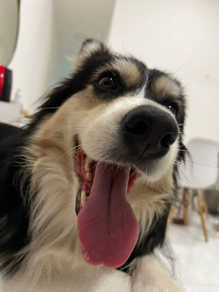 Cachorro ra a SRD-ViraLata idade 3 anos nome Aya