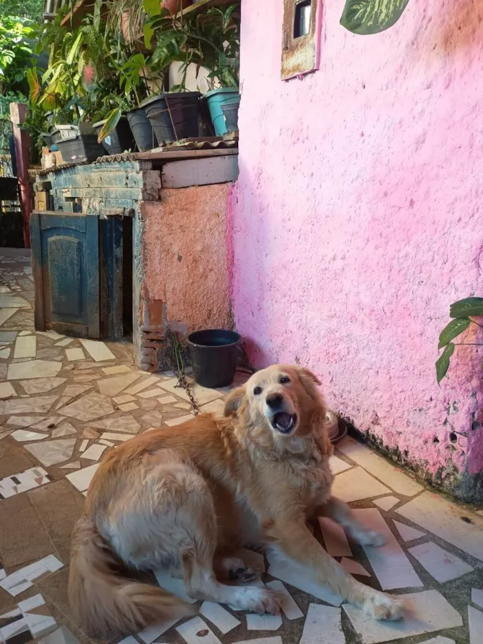Cachorro ra a Labrador idade 3 anos nome Safira 