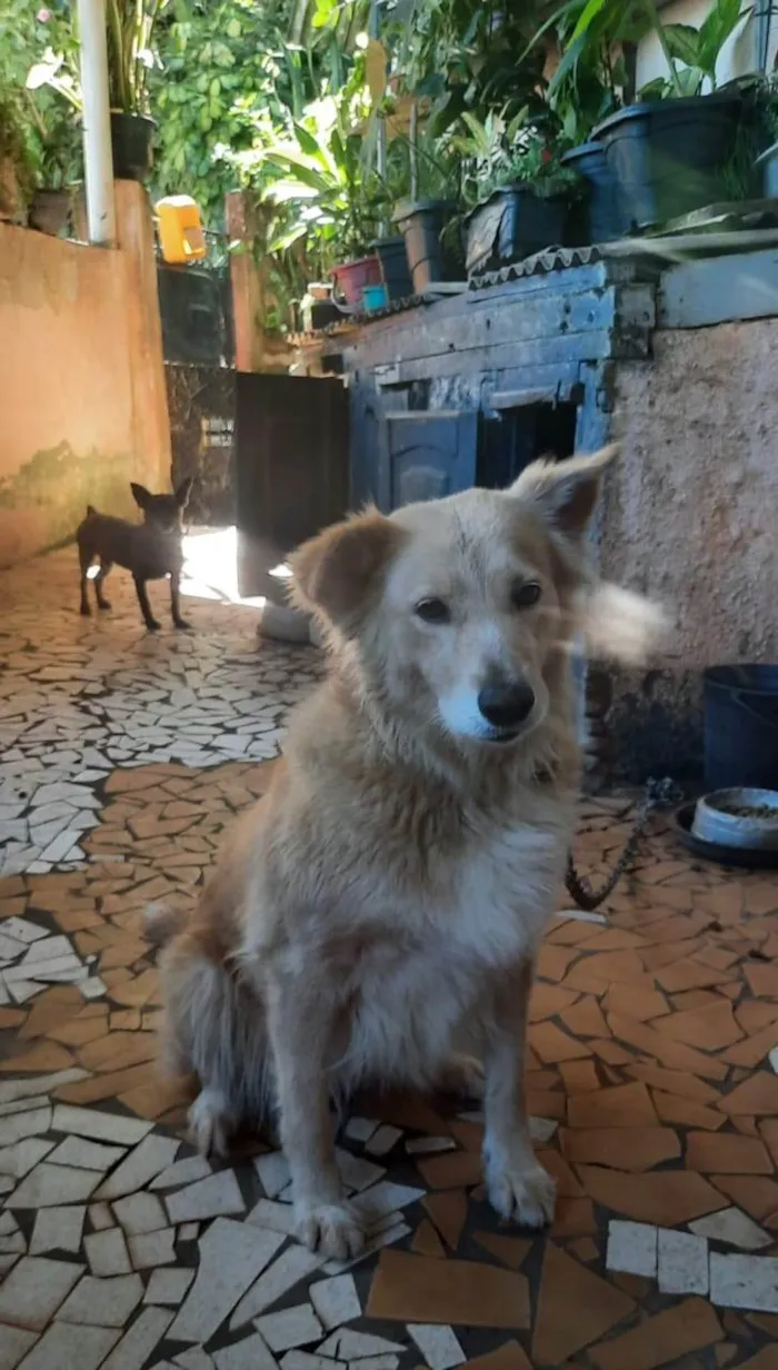 Cachorro ra a Labrador idade 3 anos nome Safira 