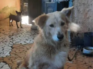 Cachorro raça Labrador idade 3 anos nome Safira 