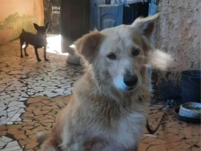 Cachorro ra a Labrador idade 3 anos nome Safira 