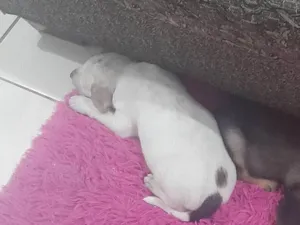 Cachorro raça SRD-ViraLata idade 2 a 6 meses nome Polar