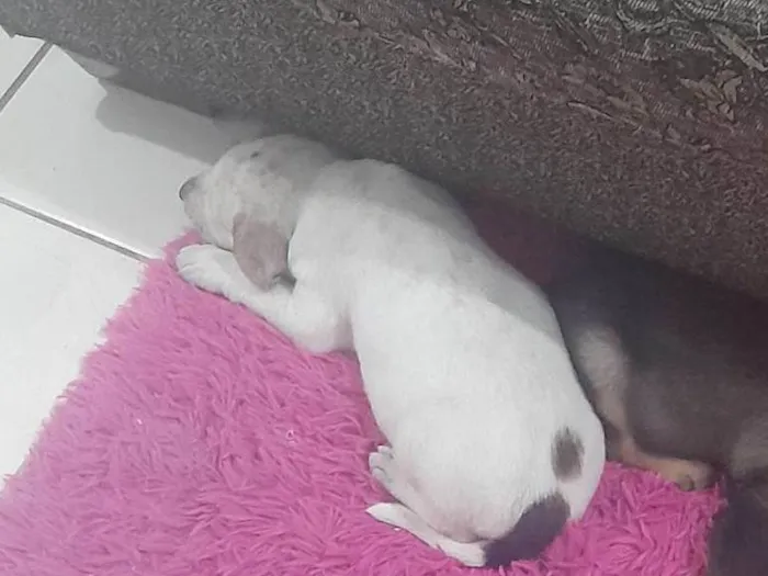 Cachorro ra a SRD-ViraLata idade 2 a 6 meses nome Polar