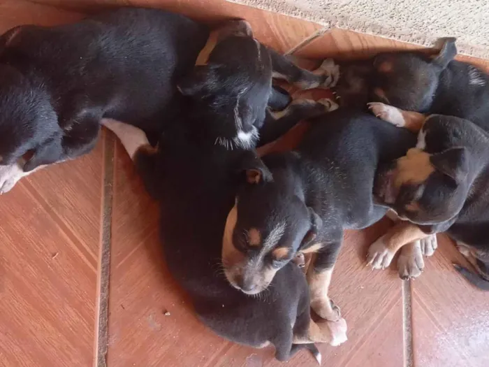 Cachorro ra a SRD-ViraLata idade Abaixo de 2 meses nome Valdirene Souza Silva