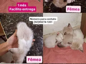 Gato raça SRD-ViraLata idade 2 a 6 meses nome Sem nome