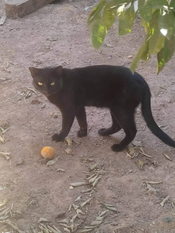 Gato ra a SRD-ViraLata idade 1 ano nome pikachu, juju, neon twin, zoin, felpa, fofo, matheus e garfiel