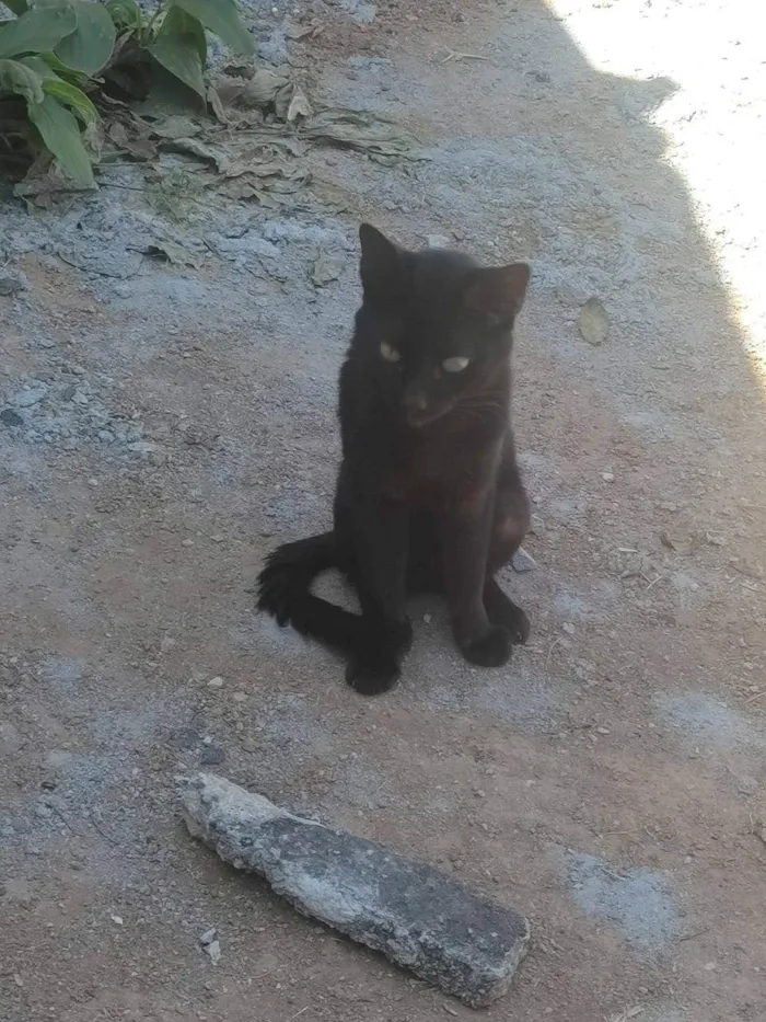 Gato ra a SRD-ViraLata idade 1 ano nome pikachu, juju, neon twin, zoin, felpa, fofo, matheus e garfiel