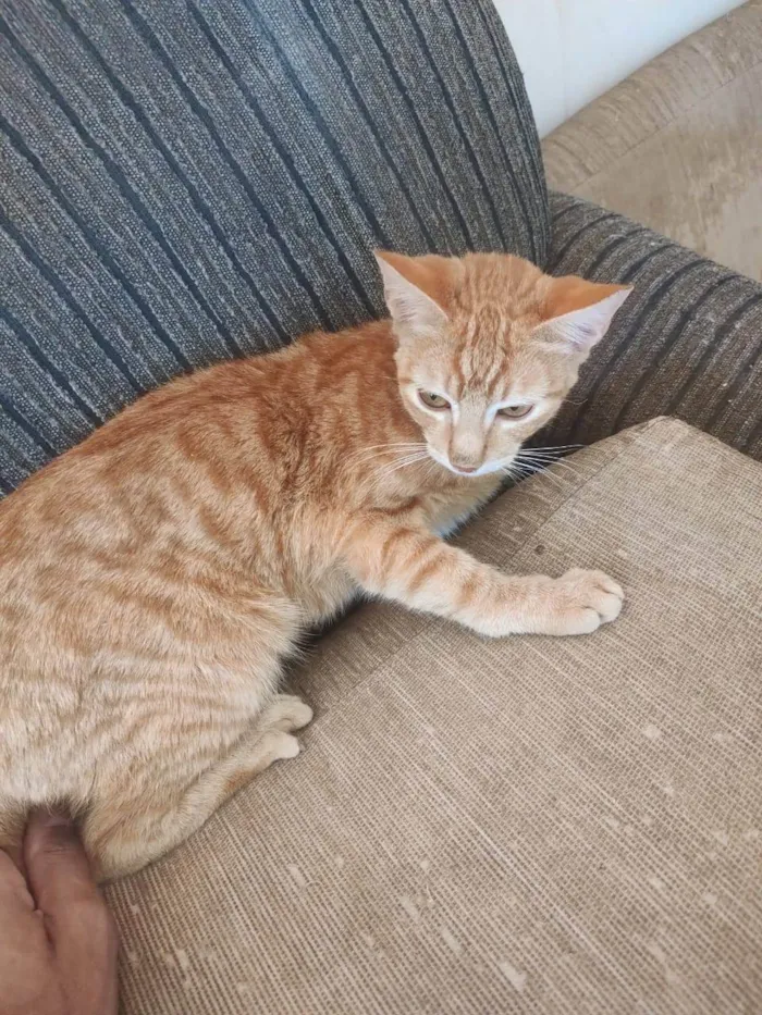 Gato ra a SRD-ViraLata idade 1 ano nome pikachu, juju, neon twin, zoin, felpa, fofo, matheus e garfiel