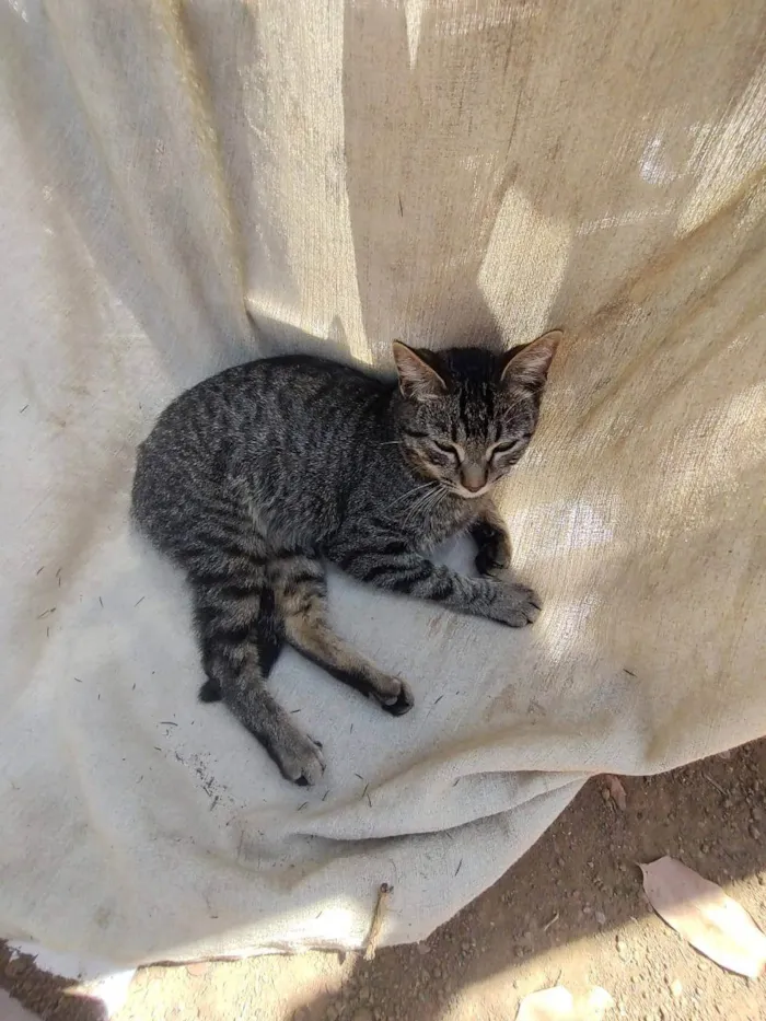 Gato ra a SRD-ViraLata idade 1 ano nome pikachu, juju, neon twin, zoin, felpa, fofo, matheus e garfiel