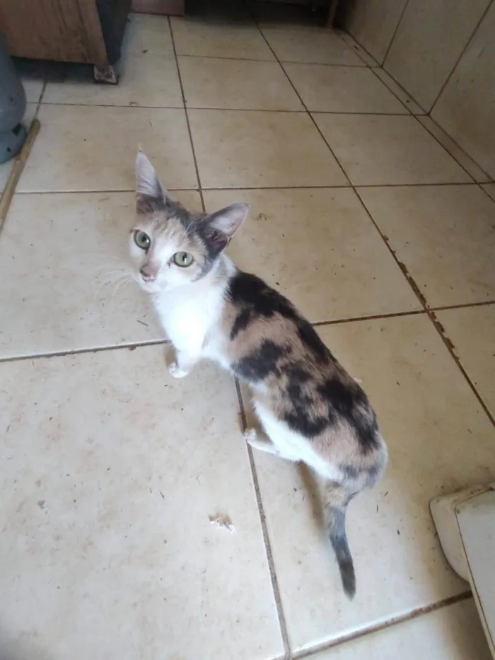 Gato ra a SRD-ViraLata idade 1 ano nome pikachu, juju, neon twin, zoin, felpa, fofo, matheus e garfiel