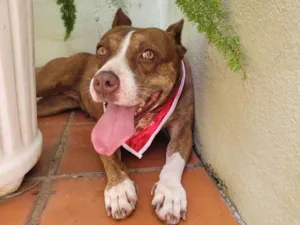 Cachorro raça Pit-Bull idade 6 ou mais anos nome Dara