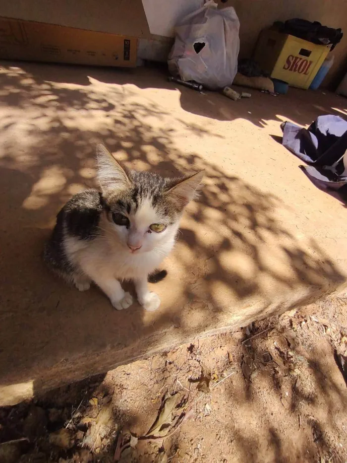 Gato ra a SRD-ViraLata idade 1 ano nome pikachu, juju, neon twin, zoin, felpa, fofo, matheus e garfiel