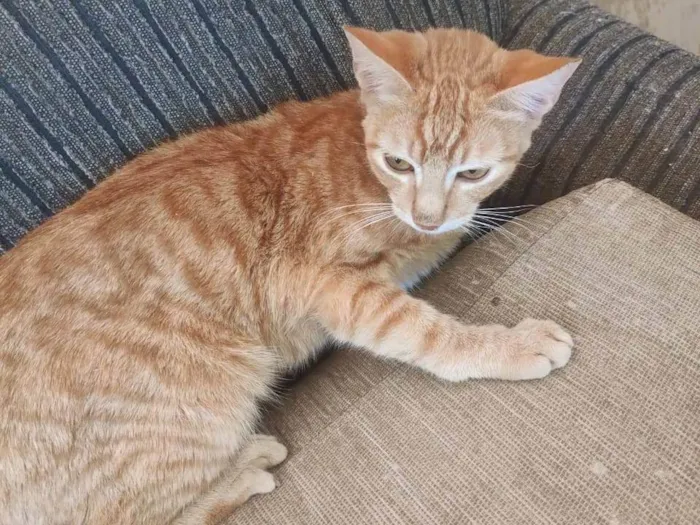 Gato ra a SRD-ViraLata idade 1 ano nome pikachu, juju, neon twin, zoin, felpa, fofo, matheus e garfiel