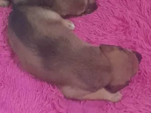 Cachorro raça SRD-ViraLata idade 2 a 6 meses nome Ursa