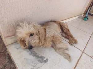 Cachorro raça SRD-ViraLata idade 6 ou mais anos nome mel