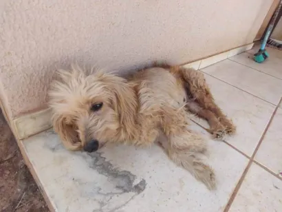 Cachorro raça SRD-ViraLata idade 6 ou mais anos nome mel