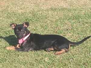 Cachorro raça Pinscher idade 2 a 6 meses nome Railan 