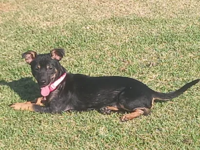 Cachorro raça Pinscher idade 2 a 6 meses nome Railan 