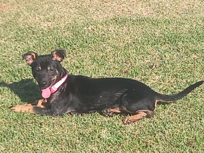 Cachorro ra a Pinscher idade 2 a 6 meses nome Railan 