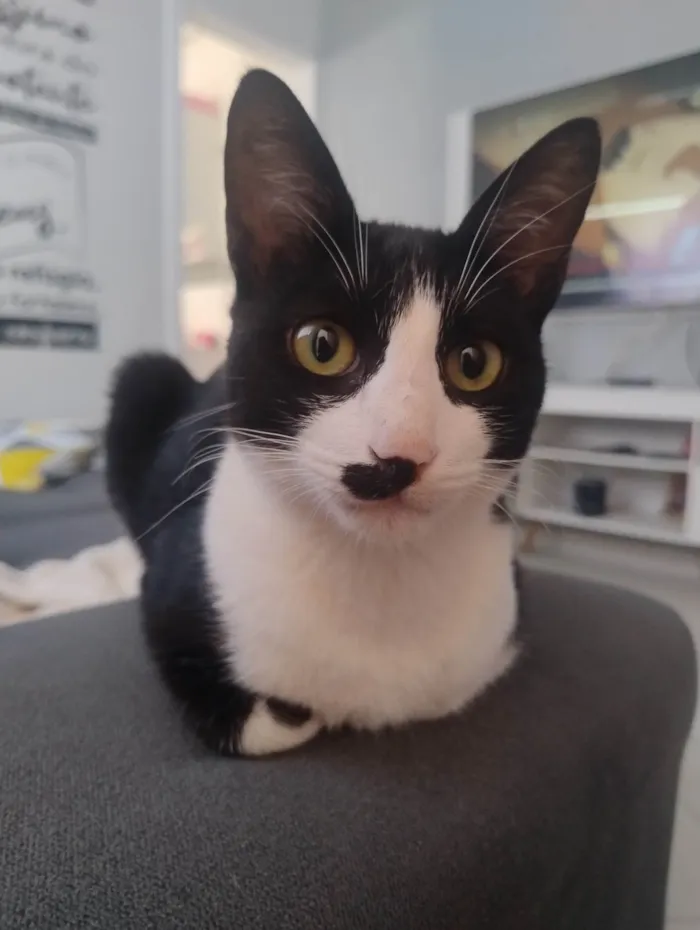 Gato ra a SRD-ViraLata idade 2 a 6 meses nome Sem nome