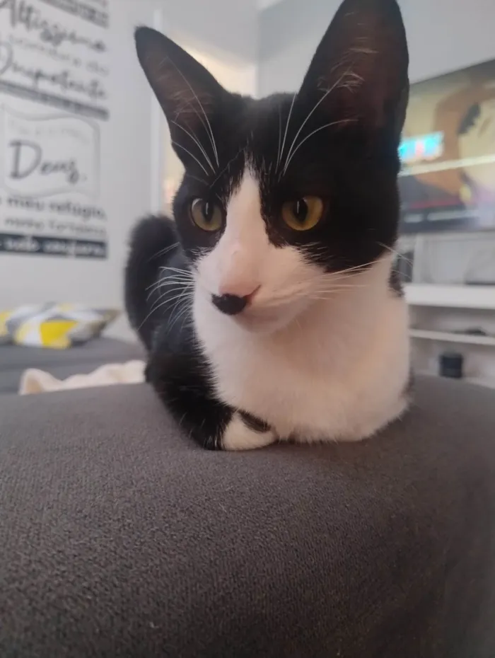 Gato ra a SRD-ViraLata idade 2 a 6 meses nome Sem nome