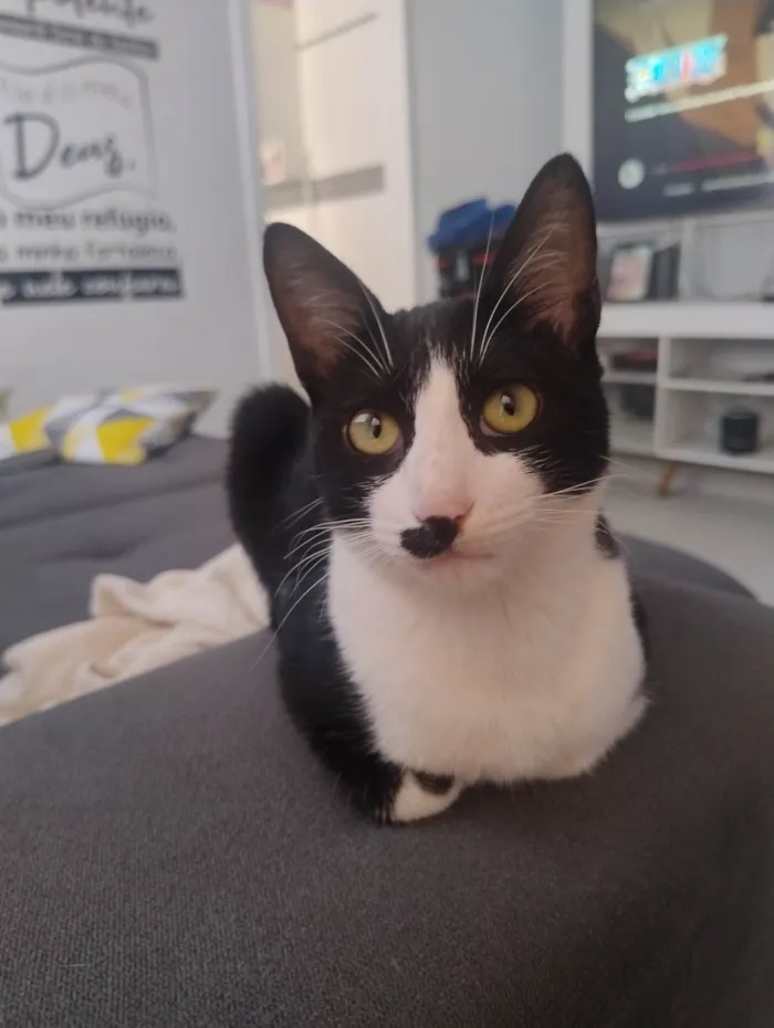 Gato ra a SRD-ViraLata idade 2 a 6 meses nome Sem nome