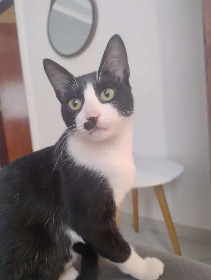 Gato ra a SRD-ViraLata idade 2 a 6 meses nome Sem nome